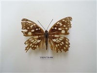 藏品(大紫蛺蝶)的圖片